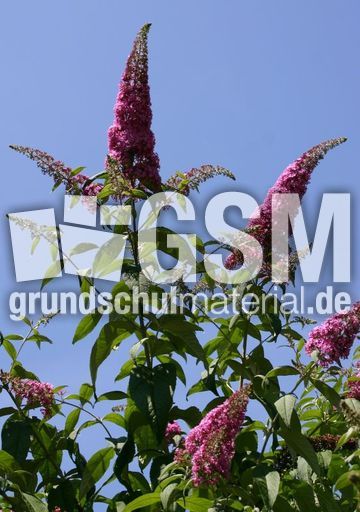 Sommerflieder-2.jpg